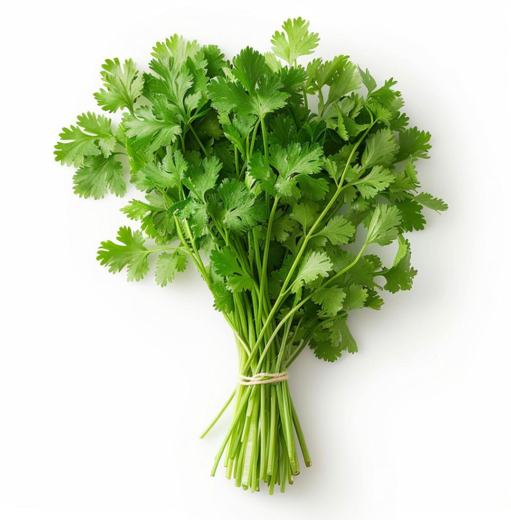 Fresh Coriander