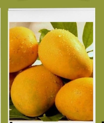 Kesar Mangoes