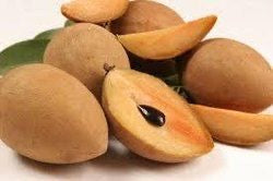 Chickoo / Sapota