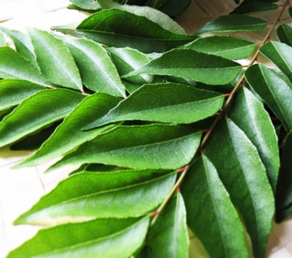 Kadi Patta / Curry Leaves (40g to 50g)